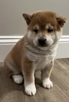 Teddy Bear, a male Shiba Inu for sale in Ashland, OH – Photo 2 of 10