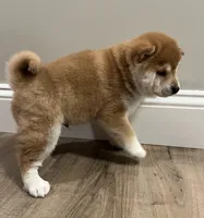 Teddy Bear, a male Shiba Inu for sale in Ashland, OH – Photo 5 of 10