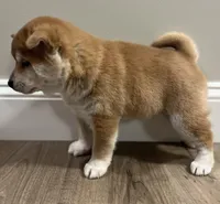 Teddy Bear, a male Shiba Inu for sale in Ashland, OH – Photo 3 of 10