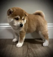 Teddy Bear, a male Shiba Inu for sale in Ashland, OH – Photo 1 of 10