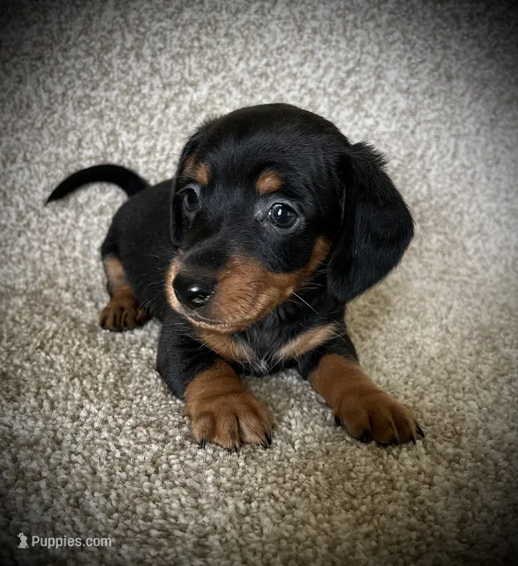 Blackie – Miniature Dachshund puppy for sale in Ashland, OH