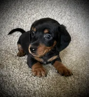 Blackie, a male Miniature Dachshund for sale in Ashland, OH – 3 of 9