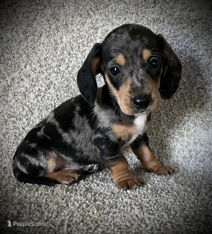 Chief, a male Miniature Dachshund for sale in Ashland, OH – 1 of 5