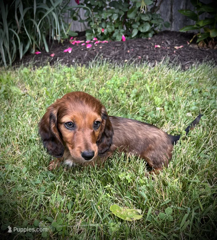 Marble – Miniature Dachshund puppy for sale in Ashland, OH