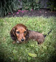Marble, a male Miniature Dachshund for sale in Ashland, OH – 1 of 7