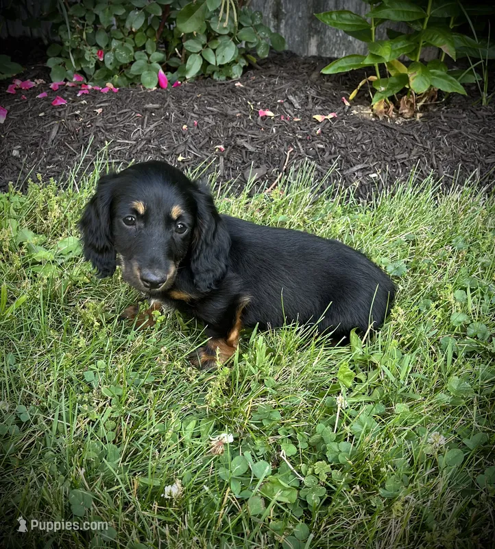 Champ – Miniature Dachshund puppy for sale in Ashland, OH