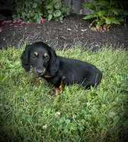 Champ, a male Miniature Dachshund for sale in Ashland, OH – 1 of 6