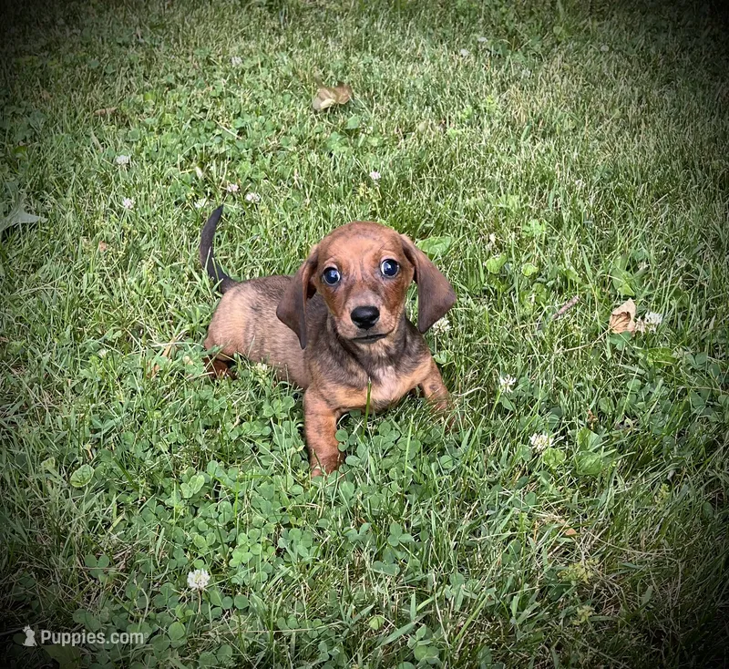 Huk – Miniature Dachshund puppy for sale in Ashland, OH