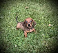 Huk, a male Miniature Dachshund for sale in Ashland, OH – 1 of 8
