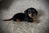 Mia, a female Miniature Dachshund for sale in Ashland, OH – 6 of 7