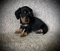 Bitty, a female Miniature Dachshund for sale in Ashland, OH – 4 of 5