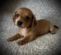 Pancake, a male Miniature Dachshund for sale in Ashland, OH – 2 of 9