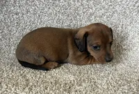 Janie , a female Miniature Dachshund for sale in Ashland, OH – Photo 4 of 5