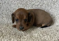 Janie , a female Miniature Dachshund for sale in Ashland, OH – Photo 3 of 5