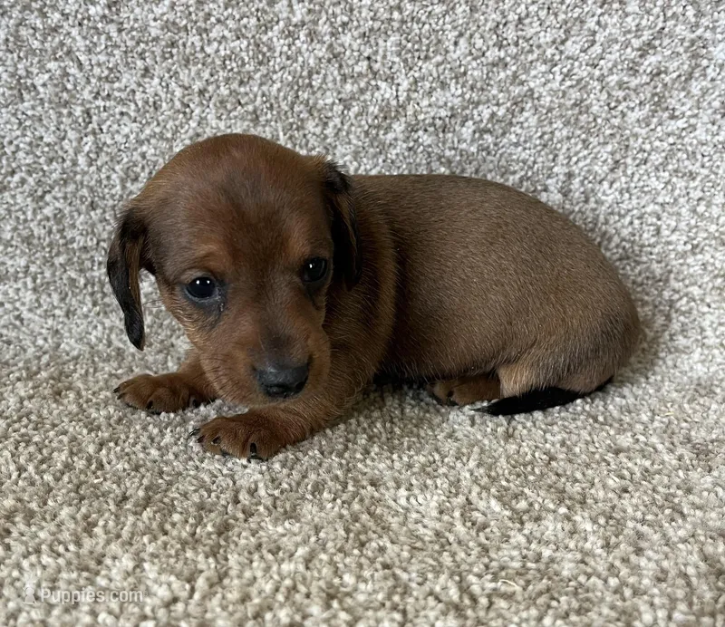 Janie , a female Miniature Dachshund for sale in Ashland, OH – Photo 1 of 5