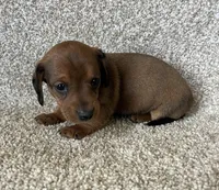 Janie , a female Miniature Dachshund for sale in Ashland, OH – Photo 1 of 5