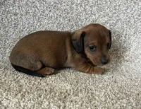 Janie , a female Miniature Dachshund for sale in Ashland, OH – Photo 2 of 5