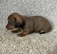 Janie , a female Miniature Dachshund for sale in Ashland, OH – Photo 5 of 5