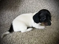 Loco, a male Miniature Dachshund for sale in Ashland, OH – 2 of 5