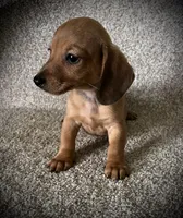Smiley, a male Miniature Dachshund for sale in Ashland, OH – 4 of 9