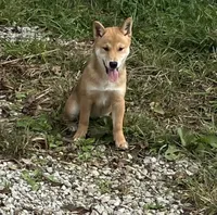 Jolly, a female Shiba Inu for sale in Ashland, OH – 2 of 10