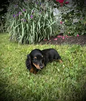Dolly, a female Miniature Dachshund for sale in Ashland, OH – 10 of 10