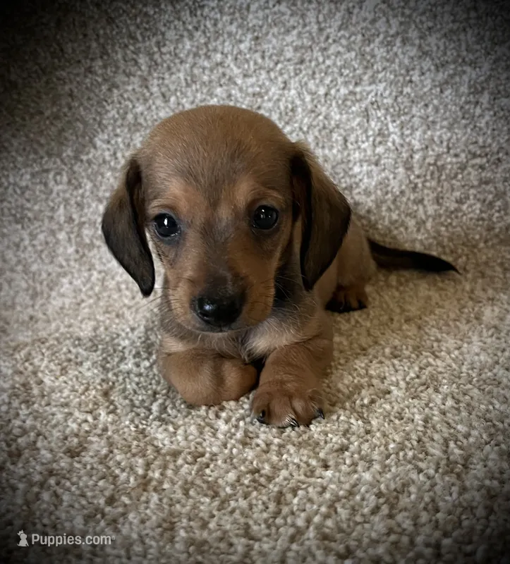 Charlie – Miniature Dachshund puppy for sale in Ashland, OH