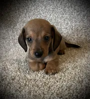 Charlie, a male Miniature Dachshund for sale in Ashland, OH – 3 of 6