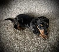 Ruger, a male Miniature Dachshund for sale in Ashland, OH – 3 of 5