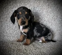 Chief, a male Miniature Dachshund for sale in Ashland, OH – 4 of 5