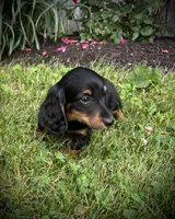 Dolly, a female Miniature Dachshund for sale in Ashland, OH – 3 of 10