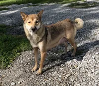 Juan, a male Shiba Inu for sale in Ashland, OH – 9 of 10