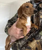 Blackie, a male Miniature Dachshund for sale in Ashland, OH – 9 of 9