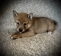 Juan, a male Shiba Inu for sale in Ashland, OH – 6 of 7