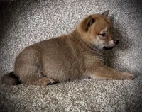 Jack, a male Shiba Inu for sale in Ashland, OH – 3 of 4