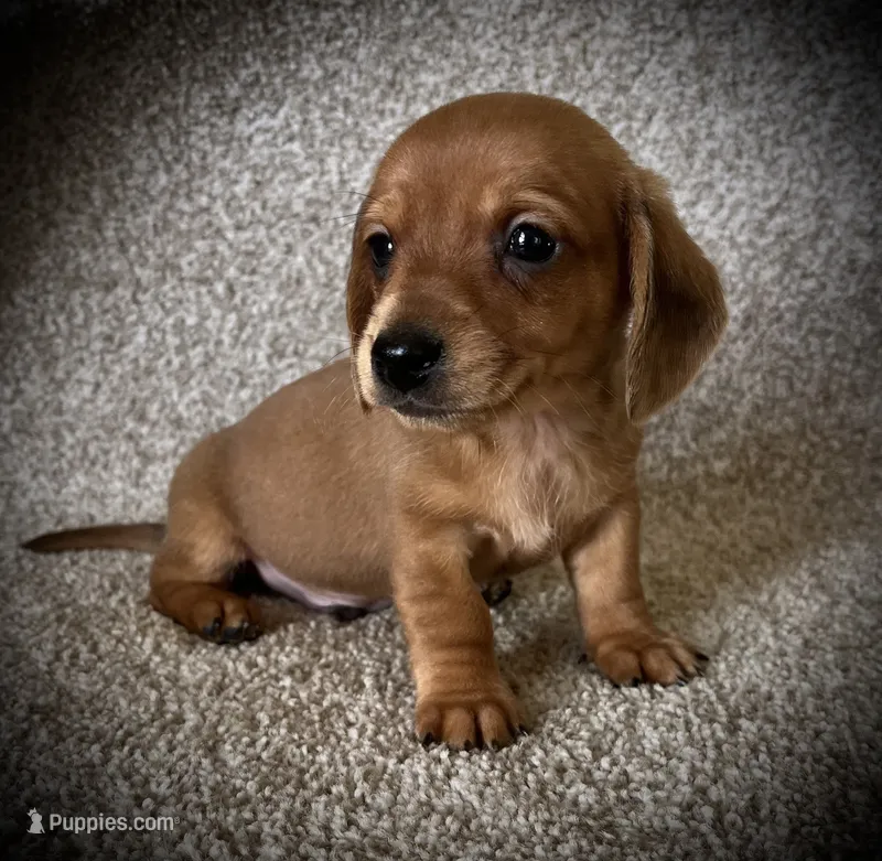 Pancake – Miniature Dachshund puppy for sale in Ashland, OH