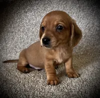 Pancake, a male Miniature Dachshund for sale in Ashland, OH – 1 of 9