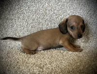 Charlie, a male Miniature Dachshund for sale in Ashland, OH – 6 of 6