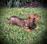Marble, a male Miniature Dachshund for sale in Ashland, OH – 5 of 7