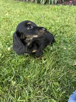 Champ, a male Miniature Dachshund for sale in Ashland, OH – 6 of 6