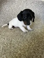 Loco, a male Miniature Dachshund for sale in Ashland, OH – 5 of 5