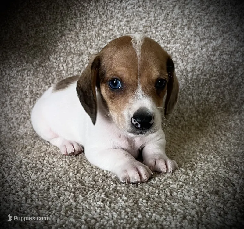 Snickers  – Miniature Dachshund puppy for sale in Ashland, OH
