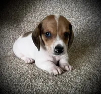 Snickers , a male Miniature Dachshund for sale in Ashland, OH – 1 of 7