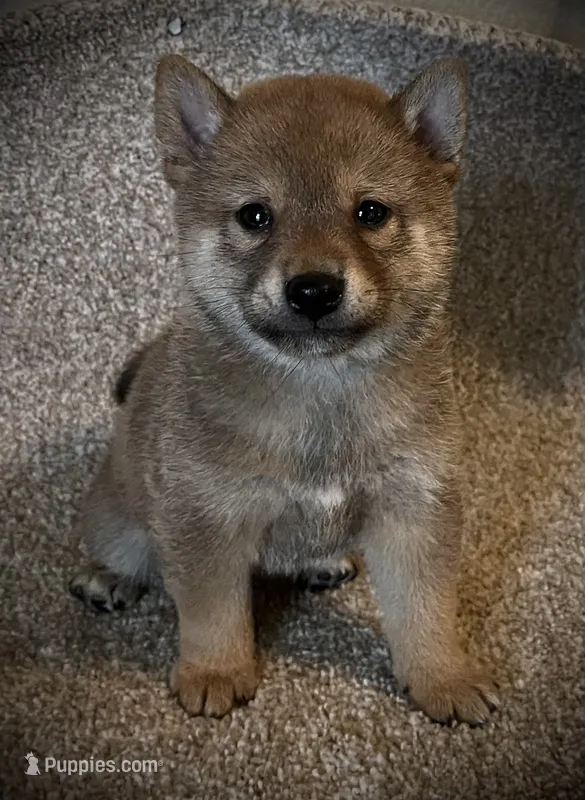 Jolly – Shiba Inu puppy for sale in Ashland, OH