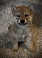 Jolly, a male Shiba Inu for sale in Ashland, OH – 1 of 9