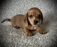Pancake, a male Miniature Dachshund for sale in Ashland, OH – 7 of 9