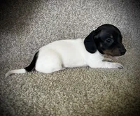 Loco, a male Miniature Dachshund for sale in Ashland, OH – 4 of 5