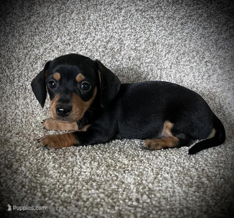 Mia – Miniature Dachshund puppy for sale in Ashland, OH