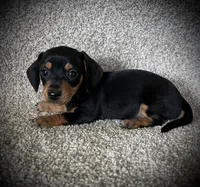 Mia, a female Miniature Dachshund for sale in Ashland, OH – 1 of 7