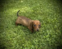 Huk, a male Miniature Dachshund for sale in Ashland, OH – 4 of 8